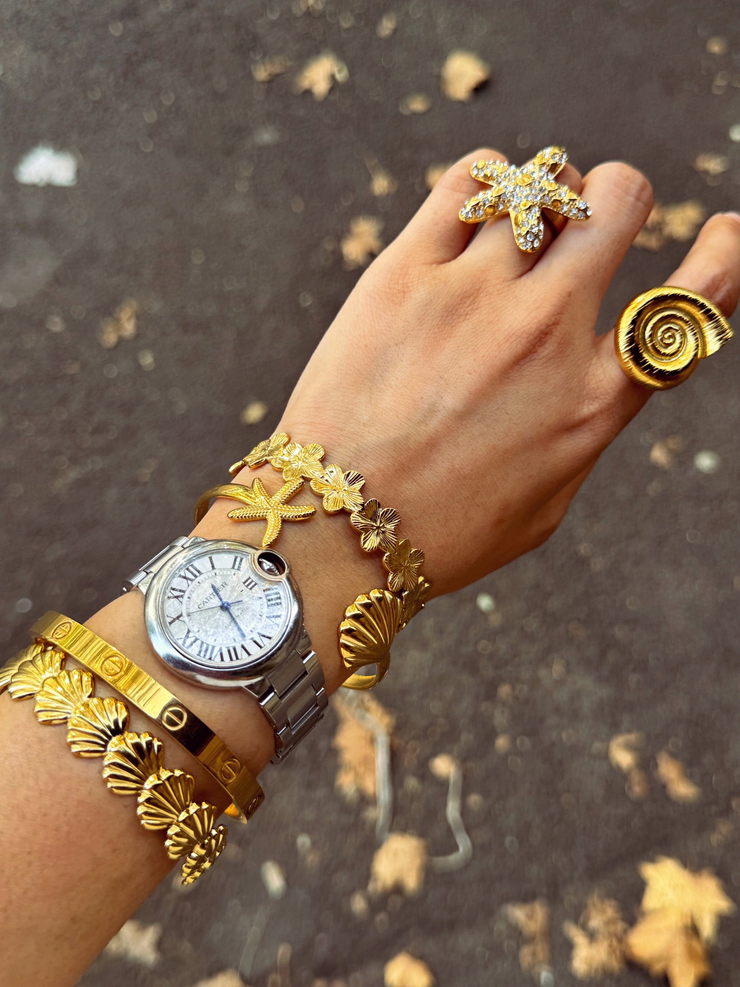 Bondi starfish and shell collection