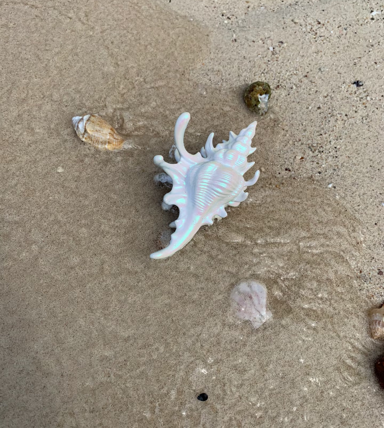 Sound of the ocean hair clips